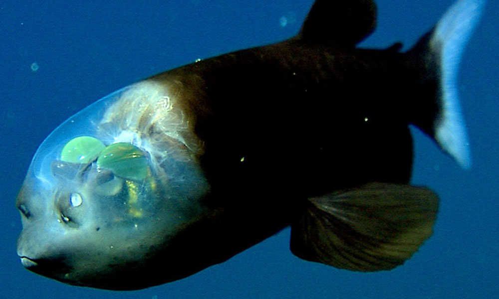 animales acuáticos más extraños del mundo